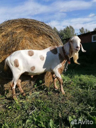 Чистопородный нубийский козёл, случка