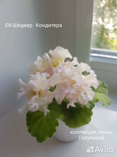 Сортовые фиалки