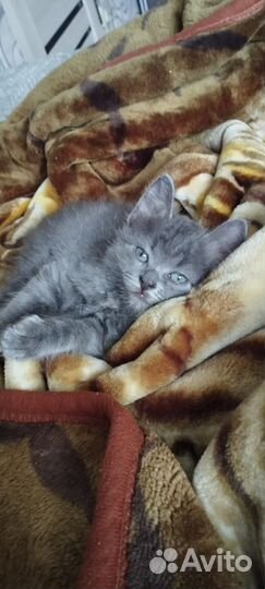 Кот в дар