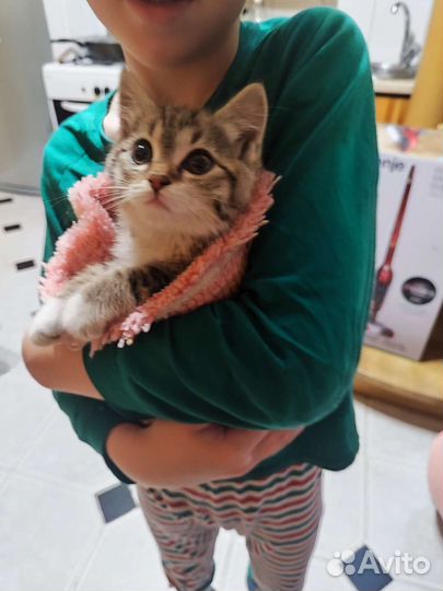 Котята в добрые руки