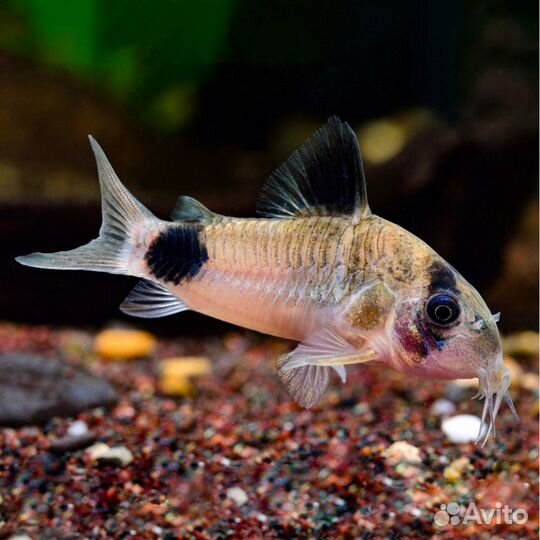 Рыбки сомик коридорас панда 3см