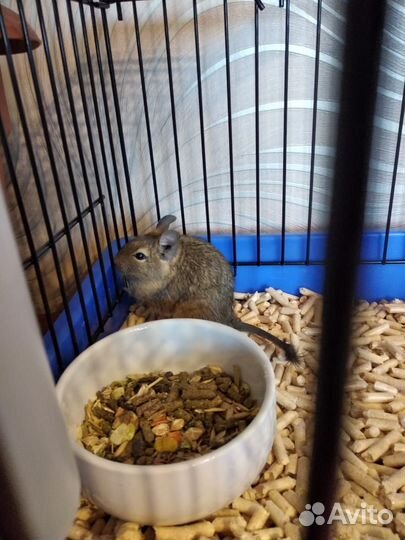 Белка дегу с клеткой