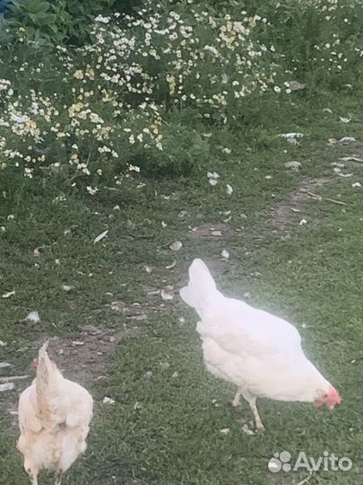 Куры несушки