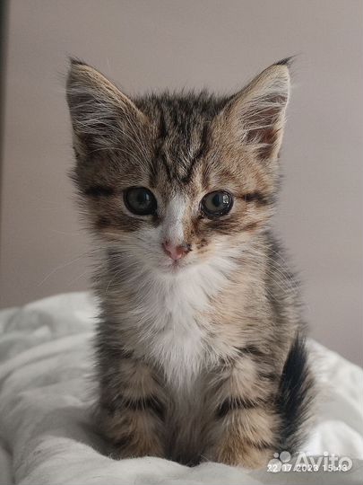 Котенок (мальчик) в добрые руки