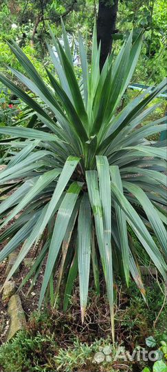 Пальма юкка