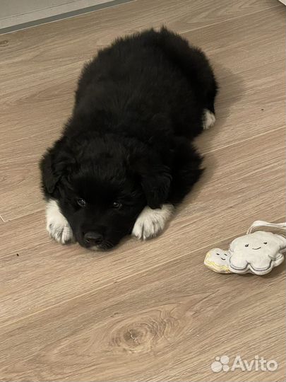 Щенок самоеда