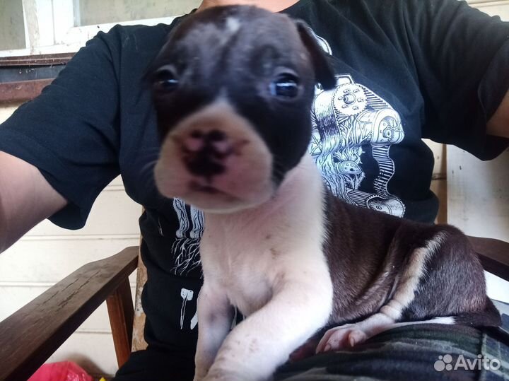 Амстафф девочка