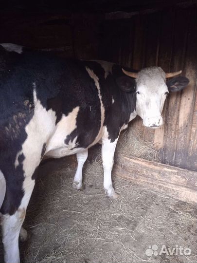 Бык и телка