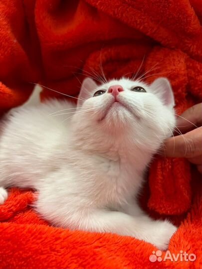 Котята в добрые руки бесплатно