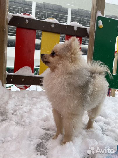 Померанский шпиц