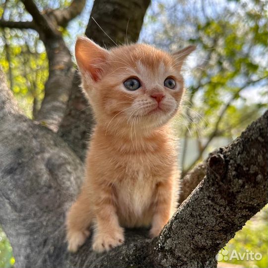 Британские котята