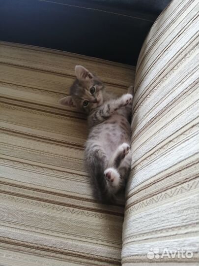 Домашний питомец