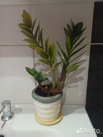 Замиокулькас