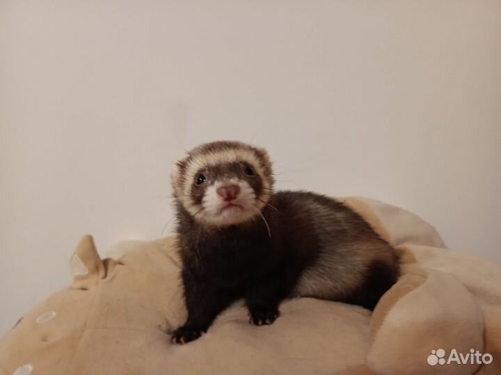 Хорек девочка