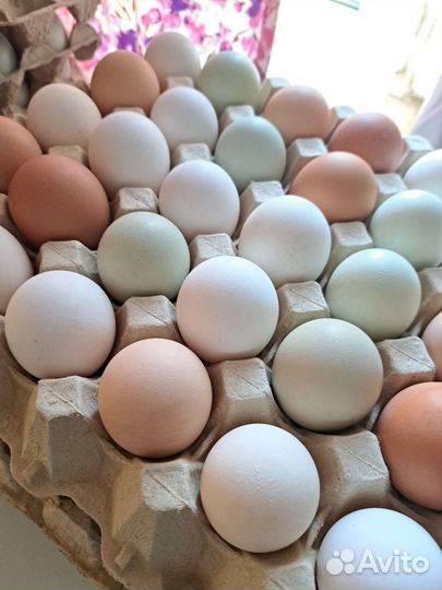 Домашние куриные яйца