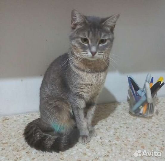 Кошка в дар