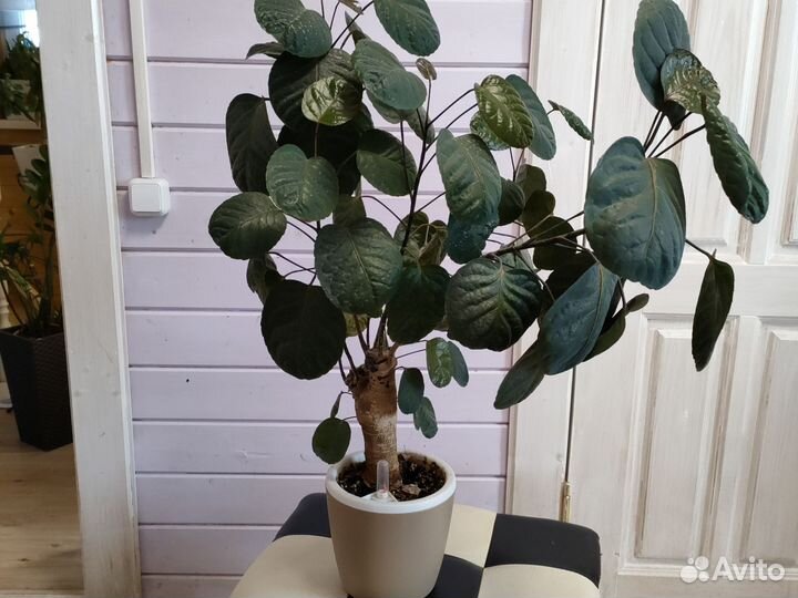 Комнатные цветы