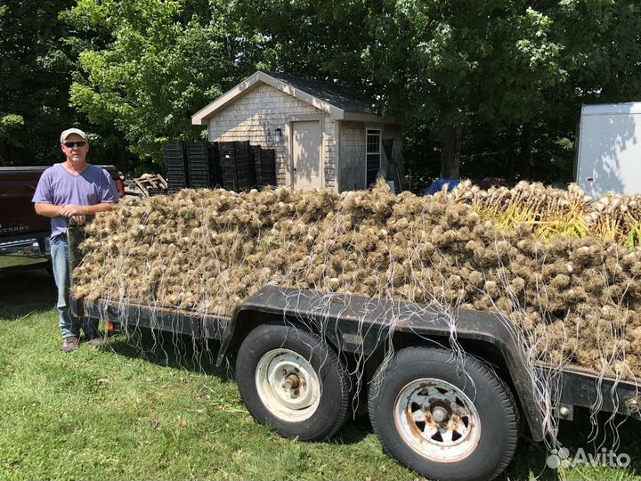 Чеснок семенной Гулливер для посадки