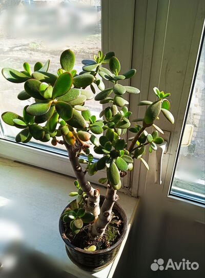 Толстянка, денежное дерево