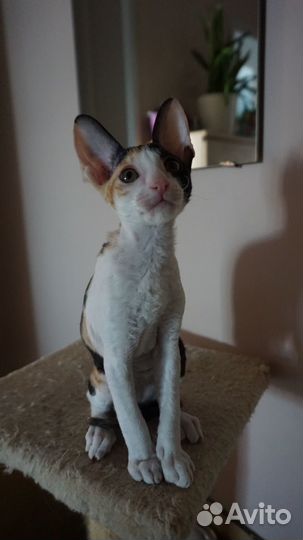 Котята корниш-рекс
