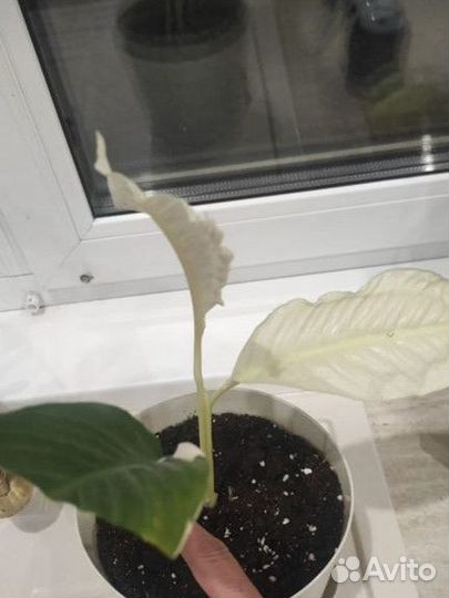 Спатифиллум пикассо