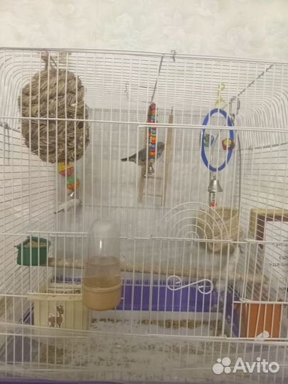 Птица зебровая амодина 3 шт+клетка