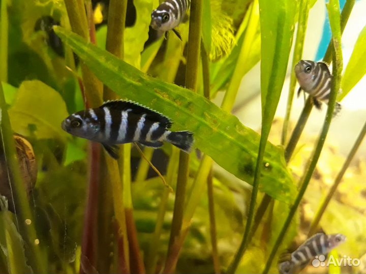 Молодь малавийских цихлид: псевдотрофеус демасони