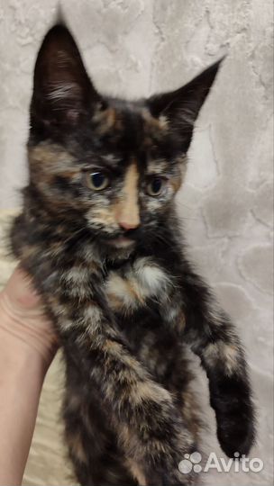 Котятки породы мейнкун