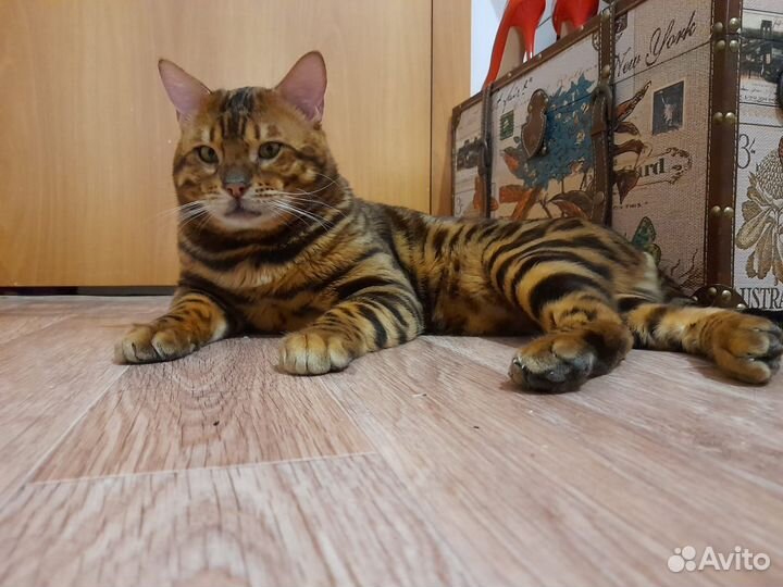 Бенгальские котята