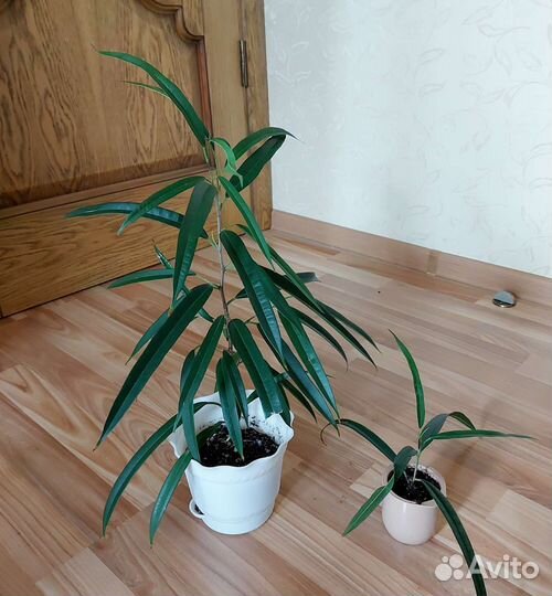 Фикусы,пальмы,кротоны и др