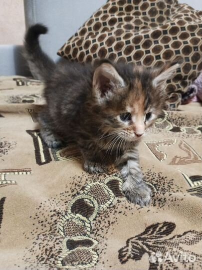 Котята мейн-кун