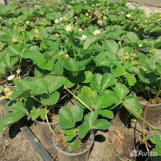 Питомник реализует саженцы элитной клубники землян