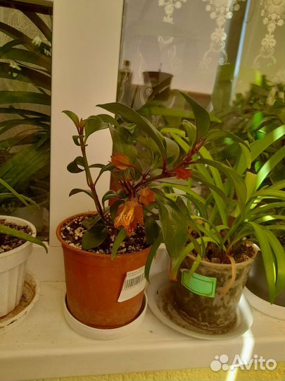 Комнатные цветы