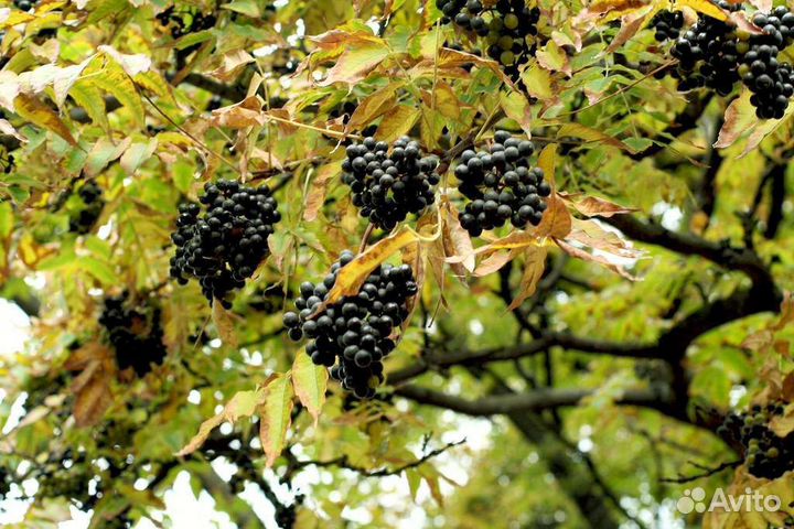 Бархат амурский