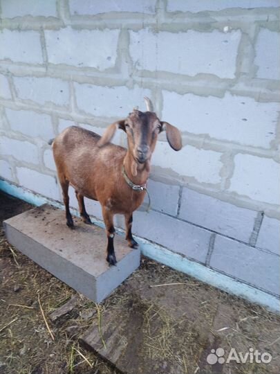 Англо нубийская коза