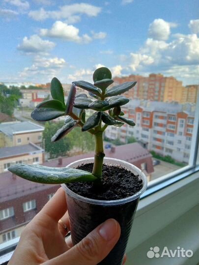 Толстянка яйцевидная (денежное дерево) с корнями