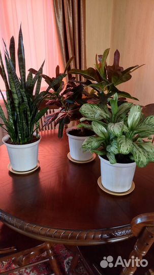 Кротон, аглаонема, сансивьерия