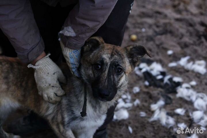 Моня ищет дом