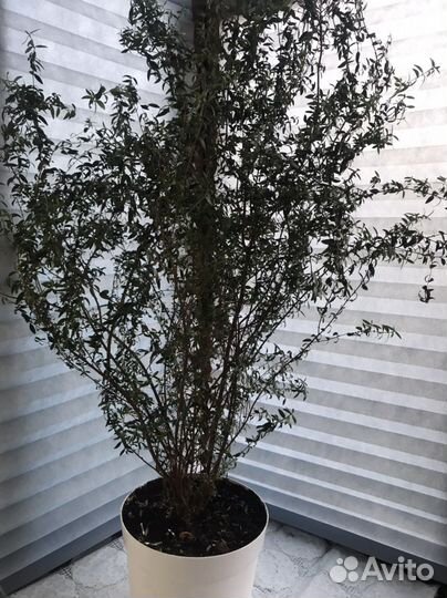 Хойя Керри,Мирт,Гиппеаструм