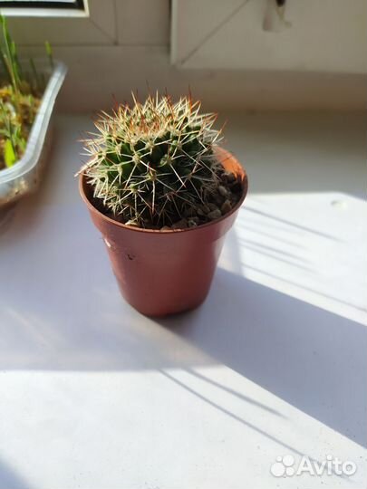 Комнатные домашние растения