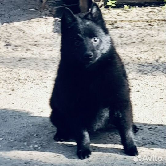 Собака схипперке