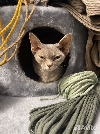 Девон-рекс кошка