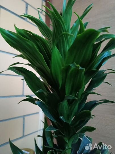 Драцена фрагранс компакта