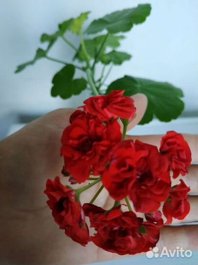 Драцена,Герань,Авокадо