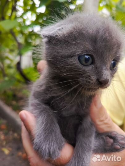 Бесплатно котики в дар