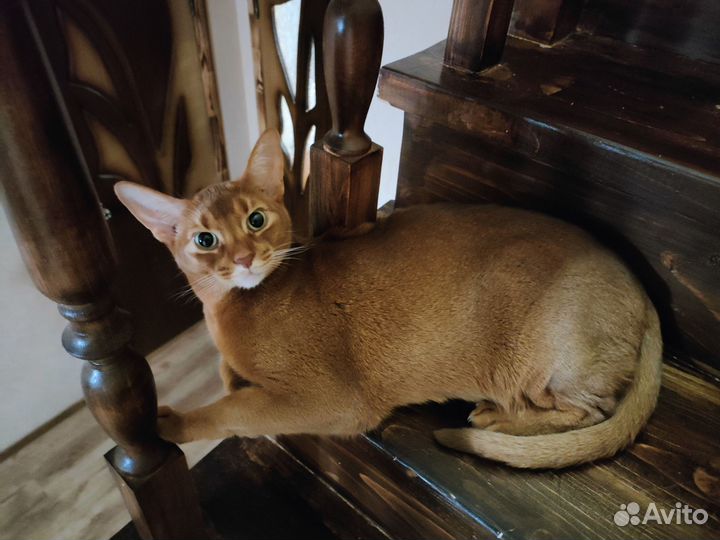 Абиссинский кот