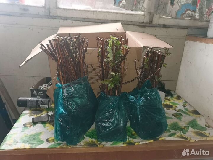 Рассада малины Полька