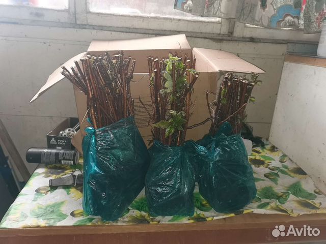 Рассада малины Полька