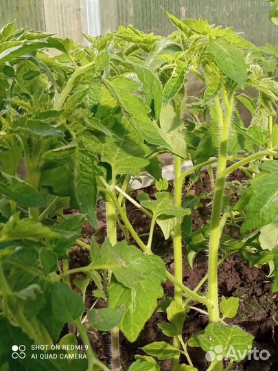 Рассада томатов. Рассада баклажанов