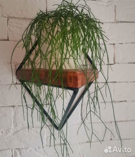 Рипсалис пустоплодный